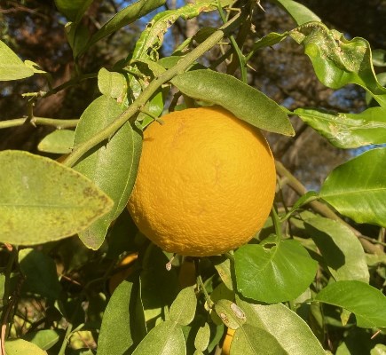 Ichang Lemon 'Grand Frost' (Citrus ichangensis x Citrus paradisi)